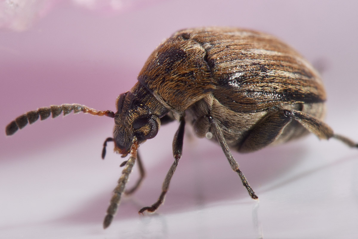 Chrysomelidae Bruchinae: Acanthoscelides sp? No, Bruchidius lineatus